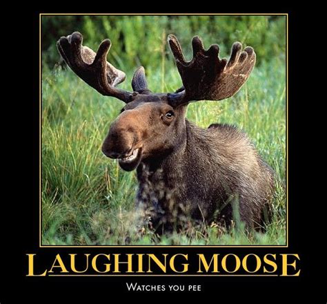 funny moose memes|funny moose faces.